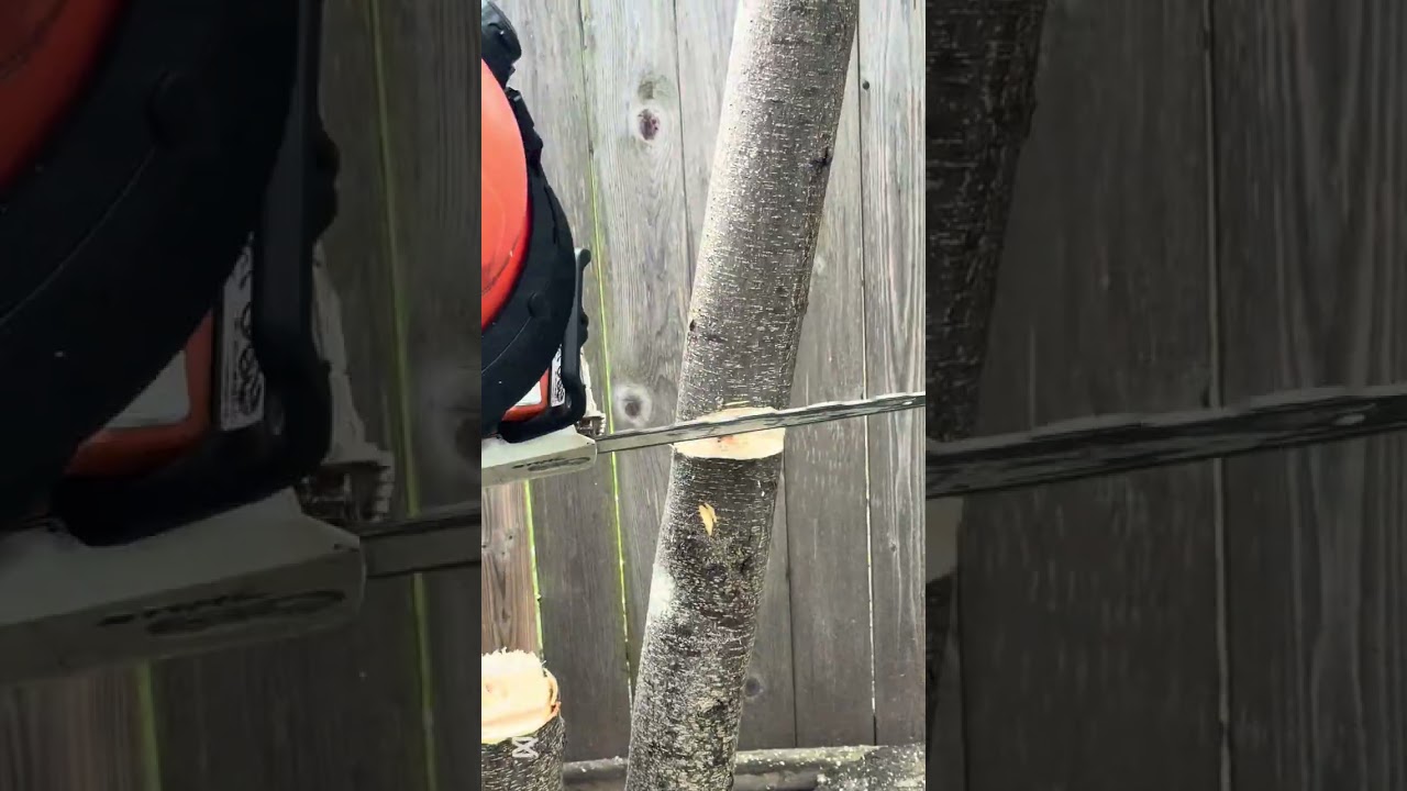 Easy & Satisfying Chokecherry Tree Removal | Wedge Cuts and Clean Falls #treeremoval #satisfying