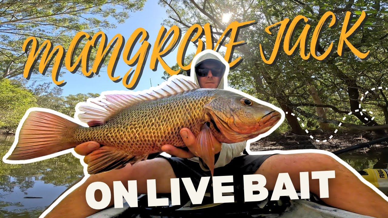 Kayak Jack Fishing with Live Bait – Skinny Water Brutes 💪🏼🎣 #kayakfishing