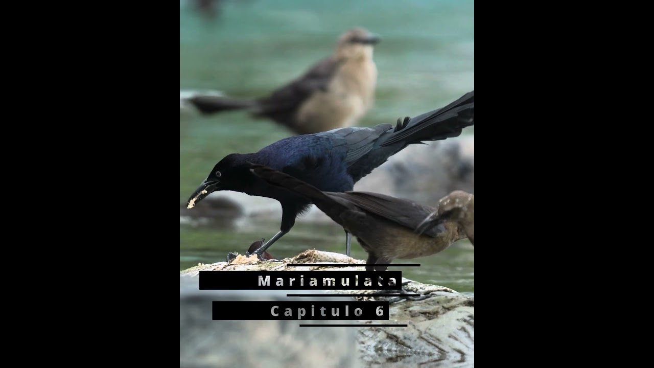 Zanate M&eacute;xicano, Clarinero Aves de Colombia documental en 4k #aves #birdsofcolombia #nature