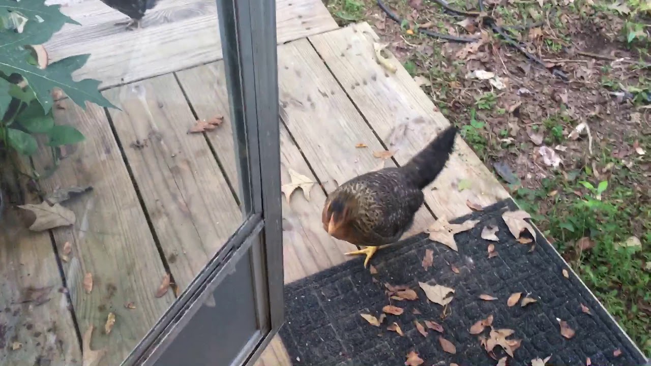 Olive oyl is an olive egger and is a total pet chicken as well as a layer