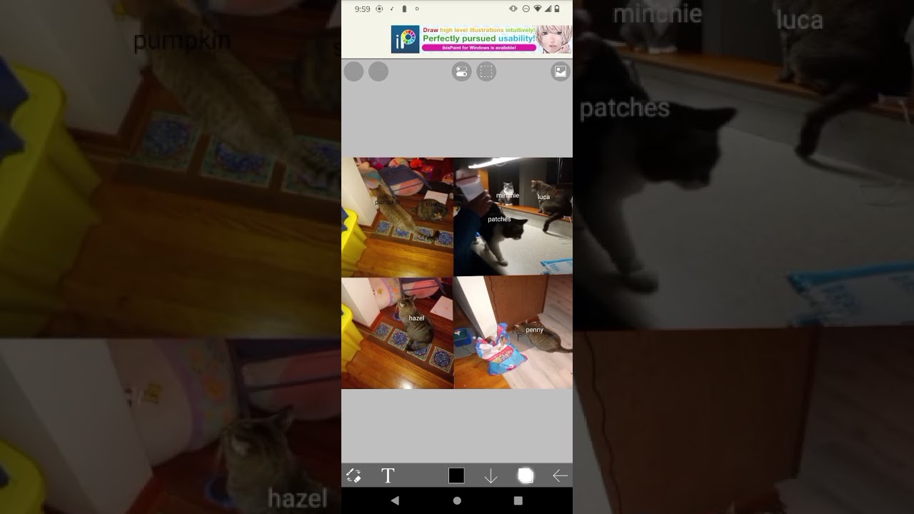 ~bisexual flag~ #chaotic #meme #edit #strawberry #blueberry #grape