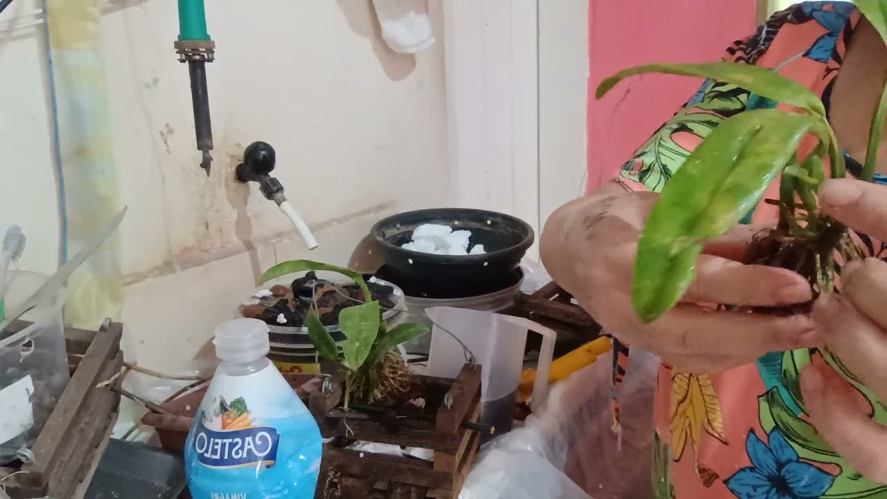 Fazendo replante de uma mine catilleya espero que vocês gostem! 