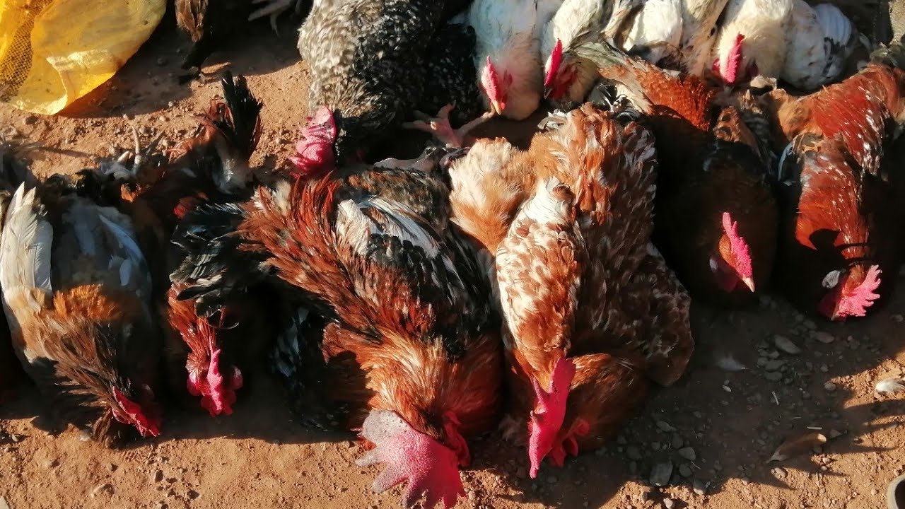 اليوم من سوق اربعاء سويهلة مراكش اتمنة الدجاج، البيض،بيبي،حمام بتاريخ30/12/2020