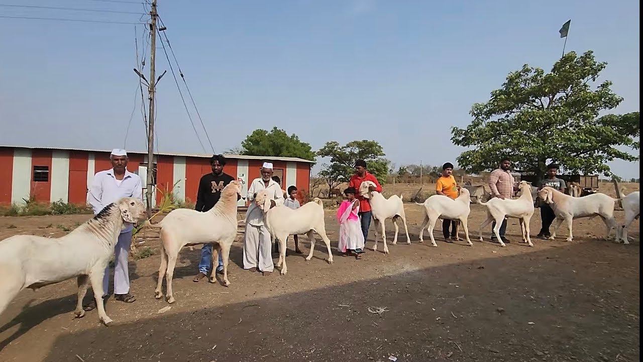 Big Andul Collection Of Biggest Goat Farm Nashik | KKK Group SKK Farms.