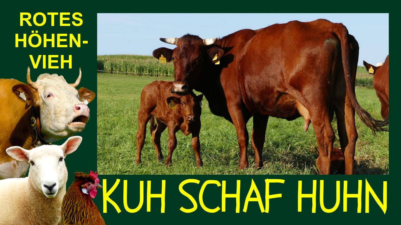 KUH SCHAF HUHN Folge 4: Rotes Höhenvieh im Herzen Deutschlands - Harzer, Vogelsberger Rotvieh Rinder