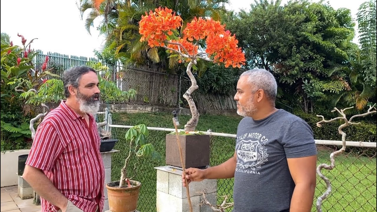Las Visitas Sorpresa de Mulato - Primera Visita a mi amigo Luis, experto en Ceiba o Palo Borracho