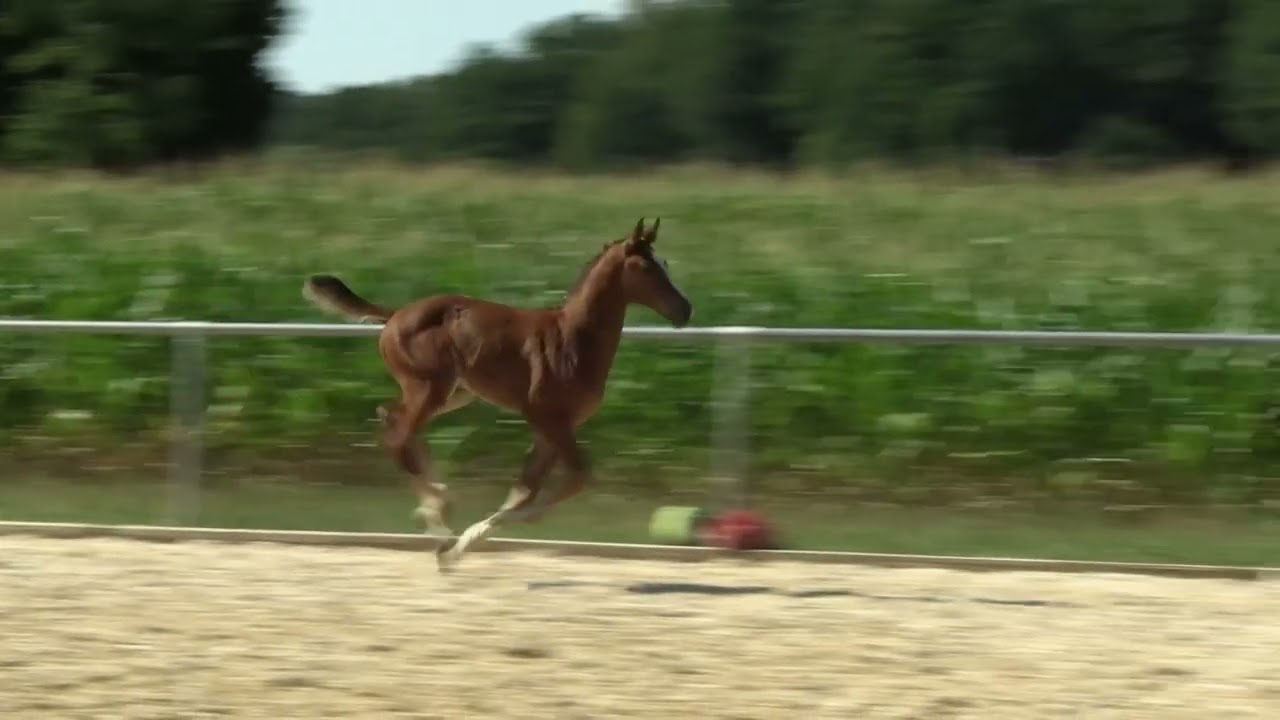 Verkaufsfohlen Deutsches Sportpferd