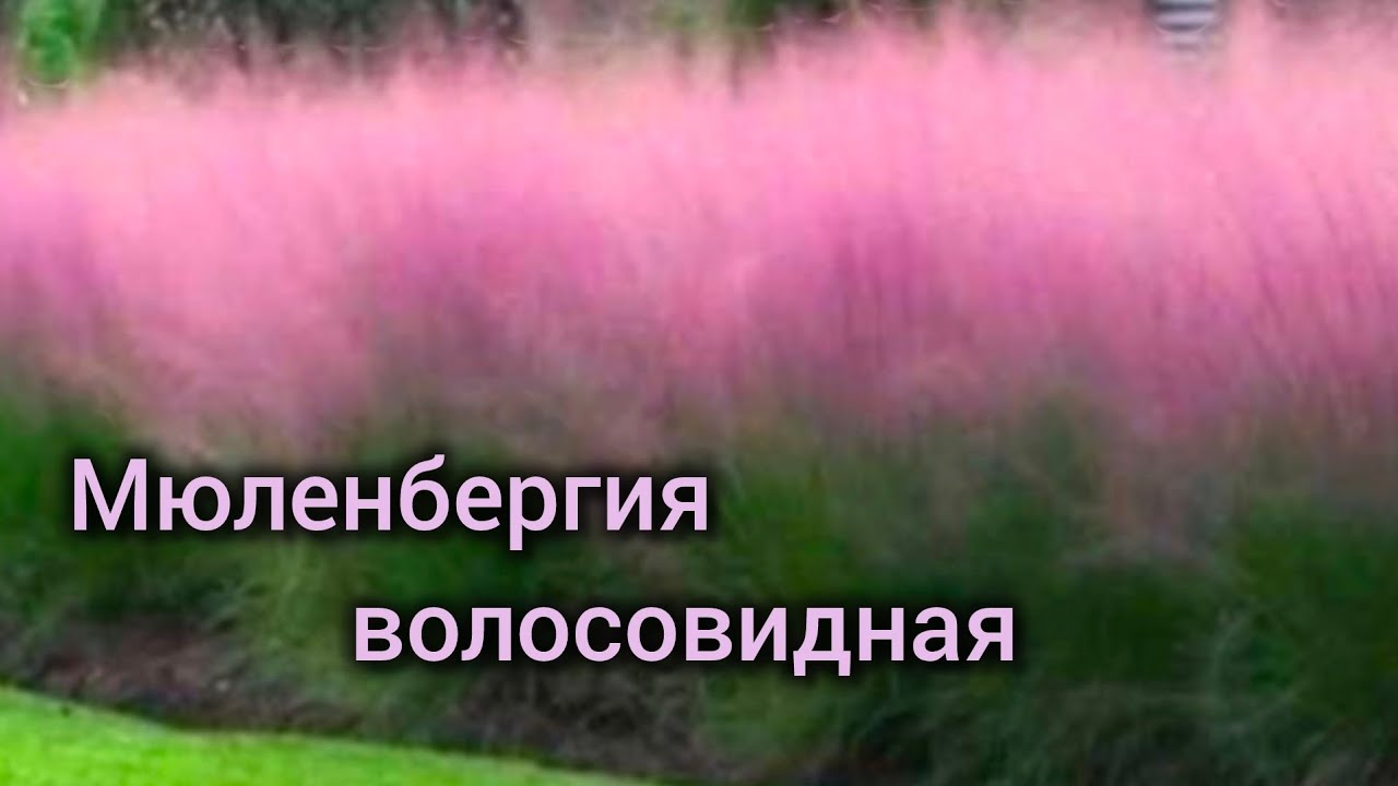 Модное растение для вашего сада. Мюленбергия волосовидная - обязательно посадите в своём саду.