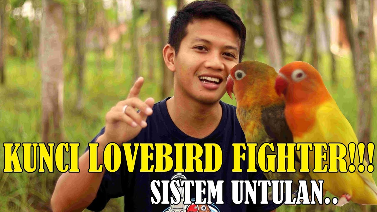 SETINGAN LOVEBIRD FIGHTER UNTULAN/PASANGAN !!!