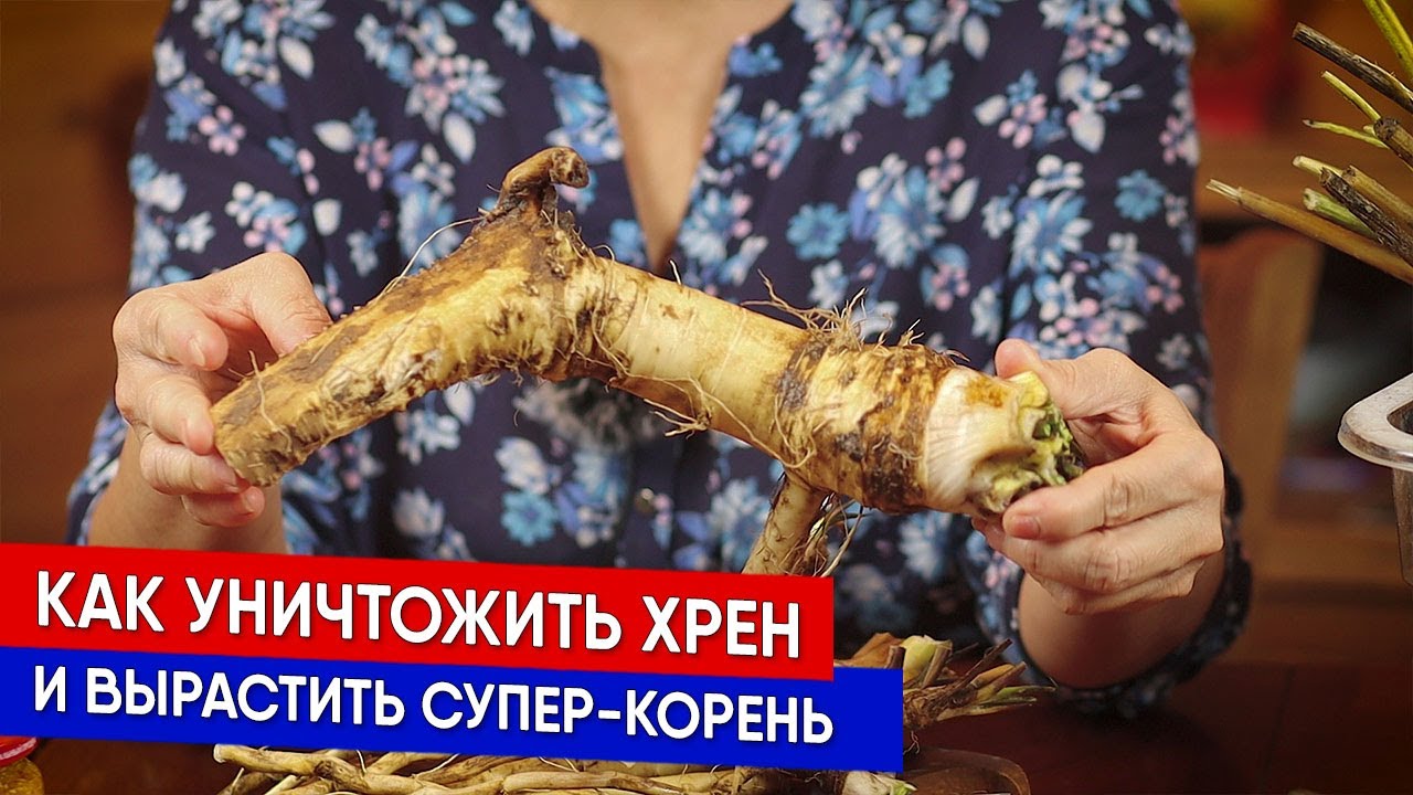 Как вырастить супер-корень