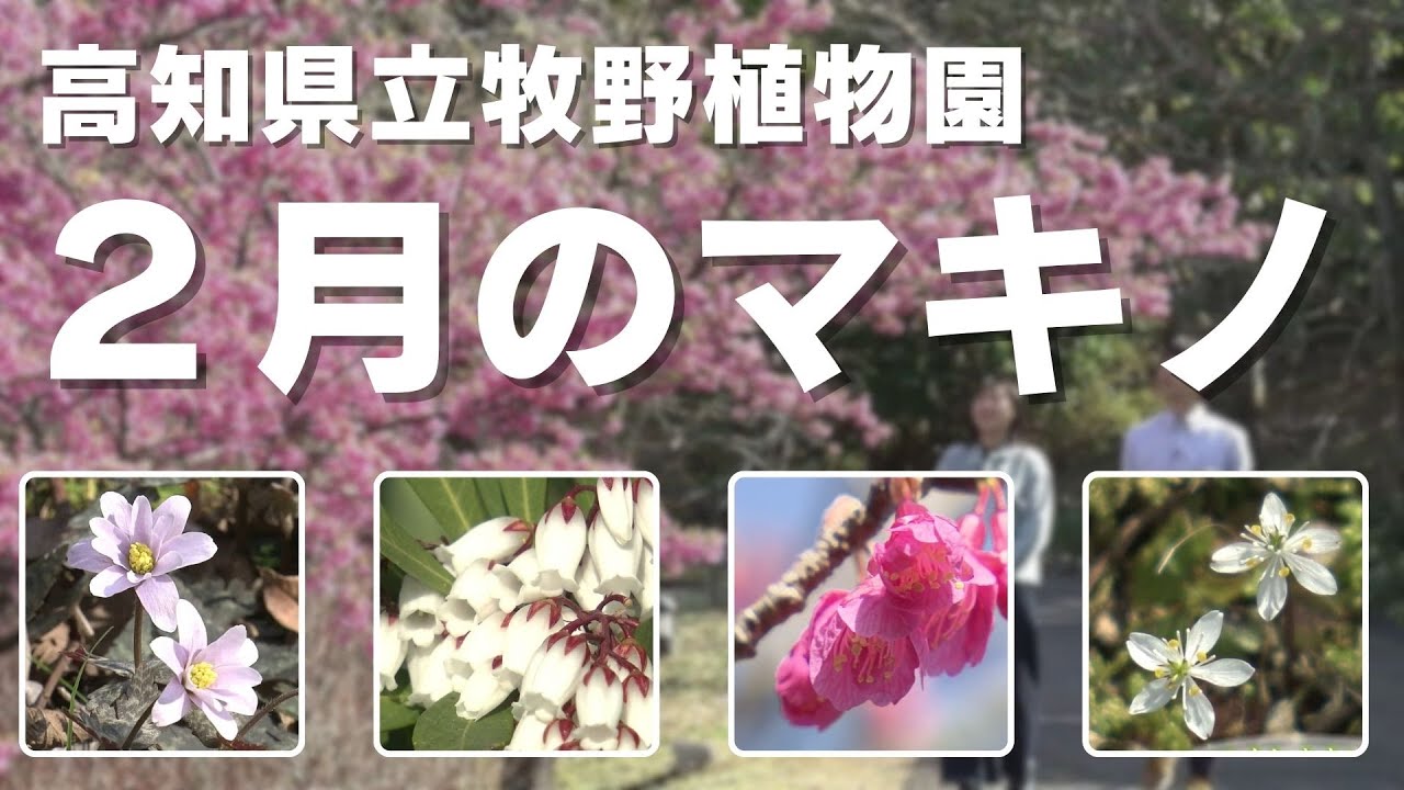 「『花を愛して』2月の牧野植物園 春の気配を感じさせる花々」2024/2/22放送