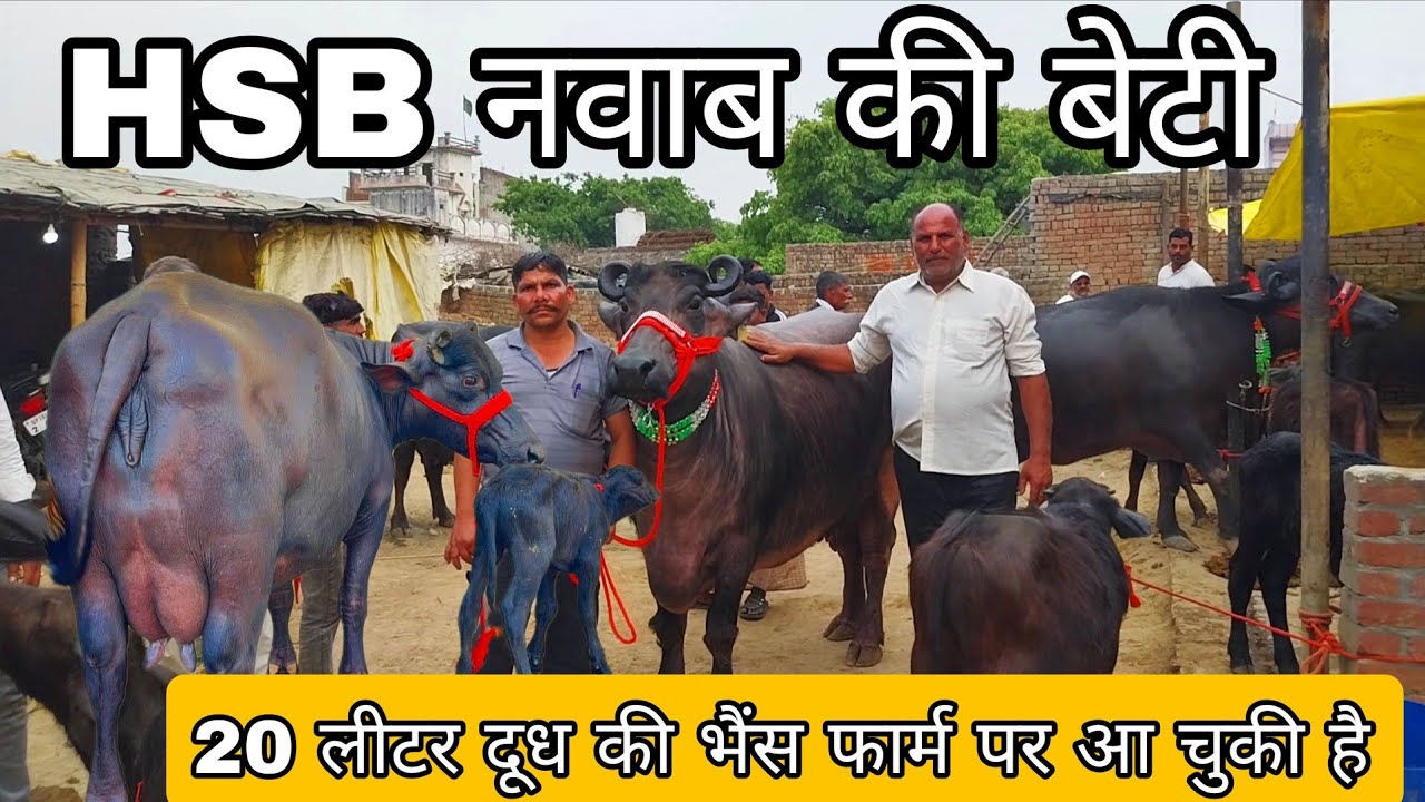 20 लीटर दूध की नवाब की बेटी फार्म पर आ चुकी है उत्तर प्रदेश की सबसे बड़ी भैंस#viralvideo #murraha 