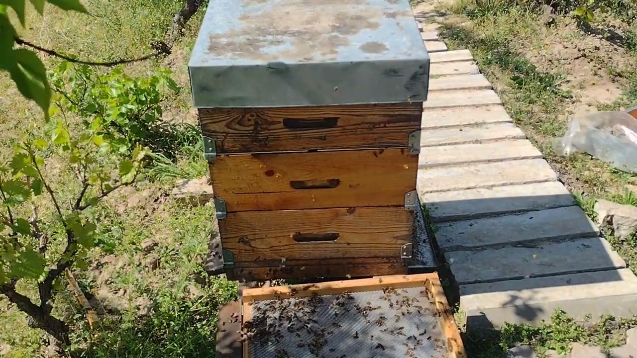 Număr câte botci au fost luate în creștere și transform starterii in finisori. 12.04.2024 MER