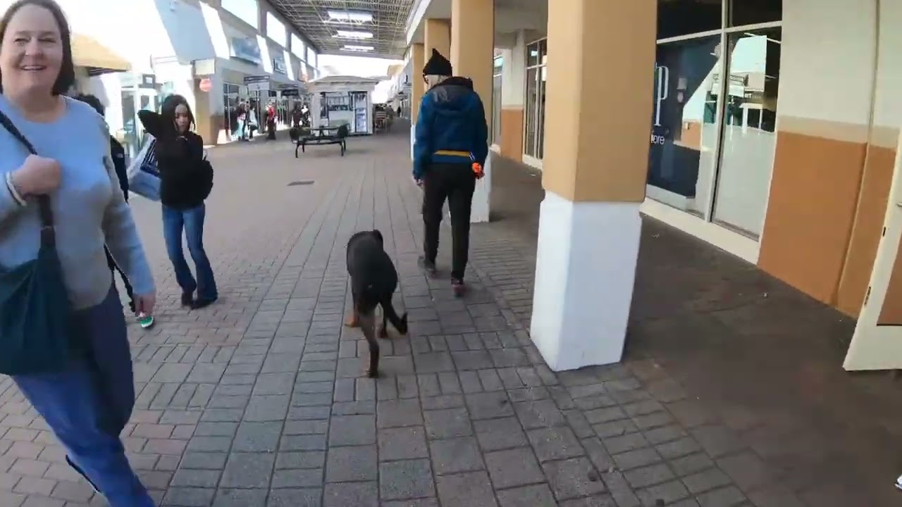 Zeus - 6 Month Old Male Rottweiler