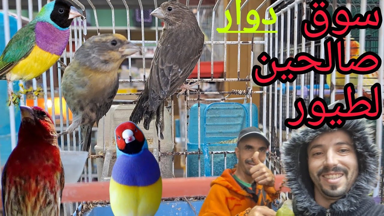 جديد سوق صالحين لطيور دوار بمدينة سلا لأول مرة روزلان مكسيك يدخل السوق أثمنة جميع طيور زينة و مغردة