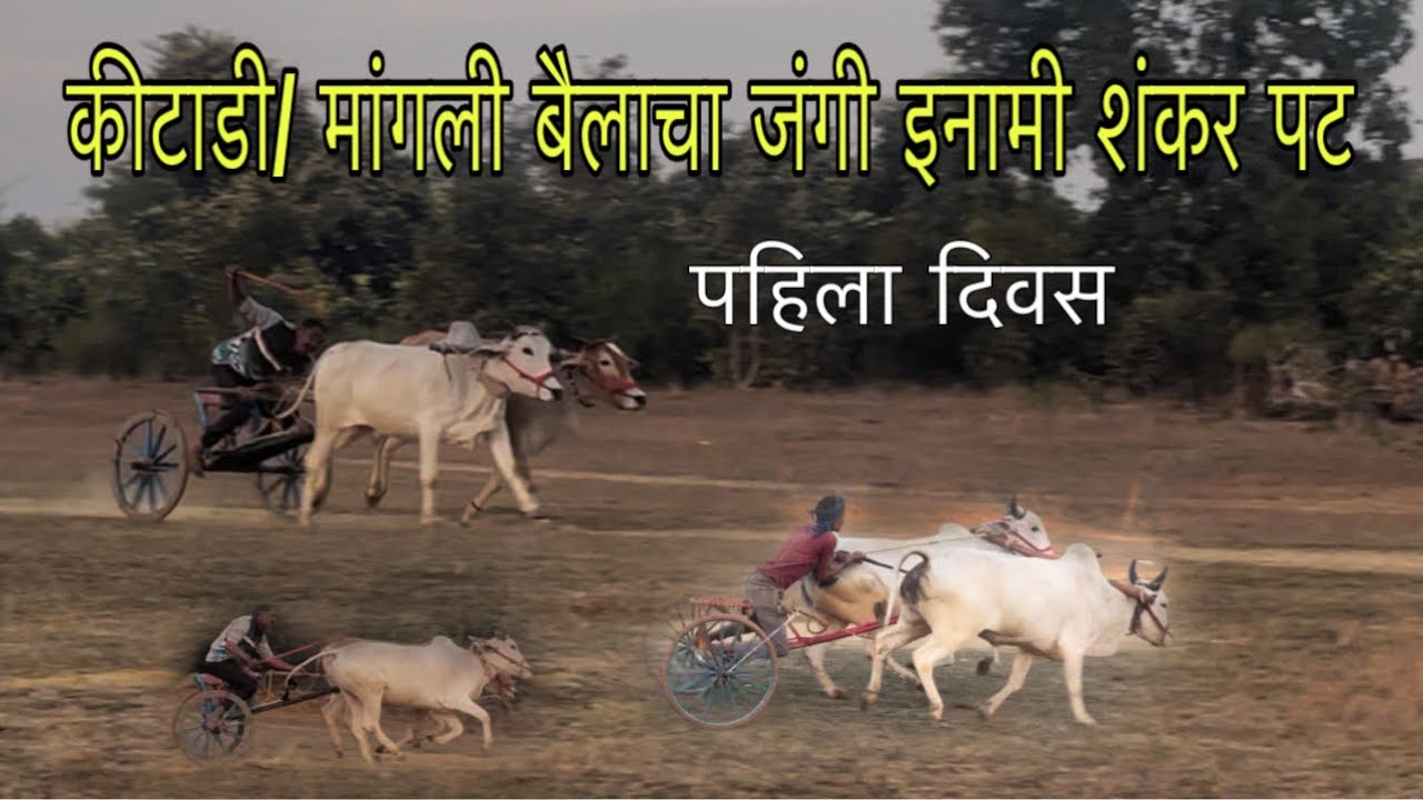 कीटाडी / मांगली बैल पट पहिला दिवस | आजचा जंगी इनामी शंकर पट Live 
