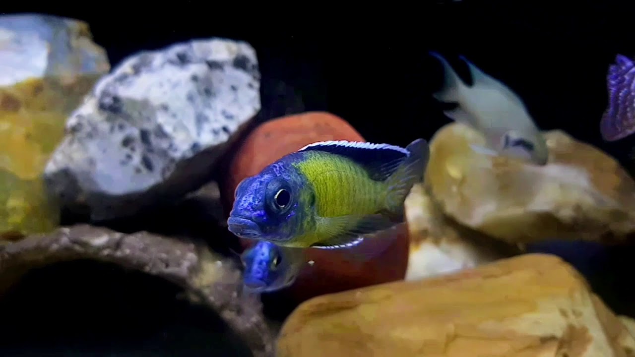 African Cichlids | Aulonocara stuartgranti usisya | Flavescent peacock | Lake malawi.