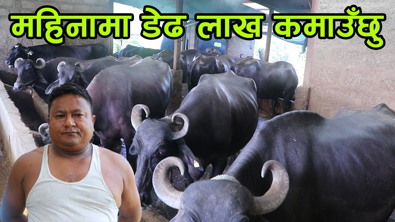 महिनामा डेढ लाख कमाउने किसाने किसान भन्छन् ‘२ वटा भैँसीबाट व्यवसाय सुरु गरेँ’ │Nepal Chitra