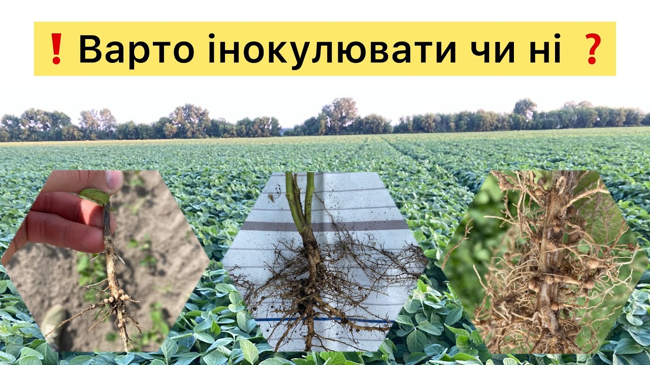 Чи потрібна інокуляція СОЇ❓Інокулянт Turbosoy 💪Як розкрити потенціал.