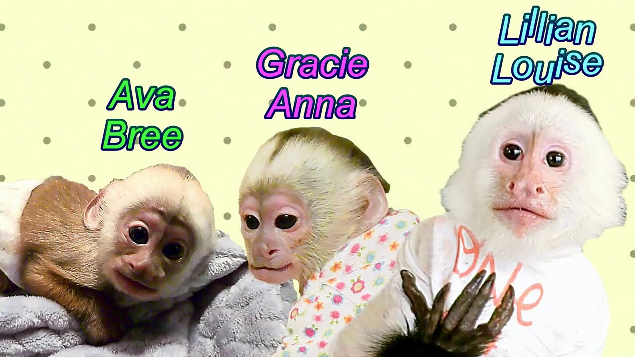 Lillian Loves Baby Sisters | Capuchin Monkey | Baby Monkey | Pet Monkey