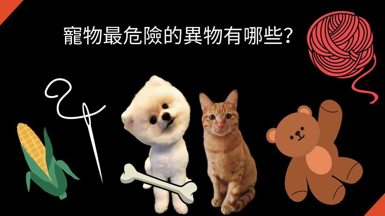 寵物最危險的異物是什麼？吞了異物該怎麼辦？