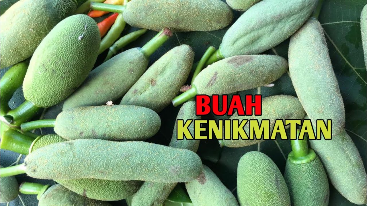 RUJAK BUAH NANGKA MUDA (SAFIRI) ‼️ BUAH DARI PEGUNUNGAN DONGGO