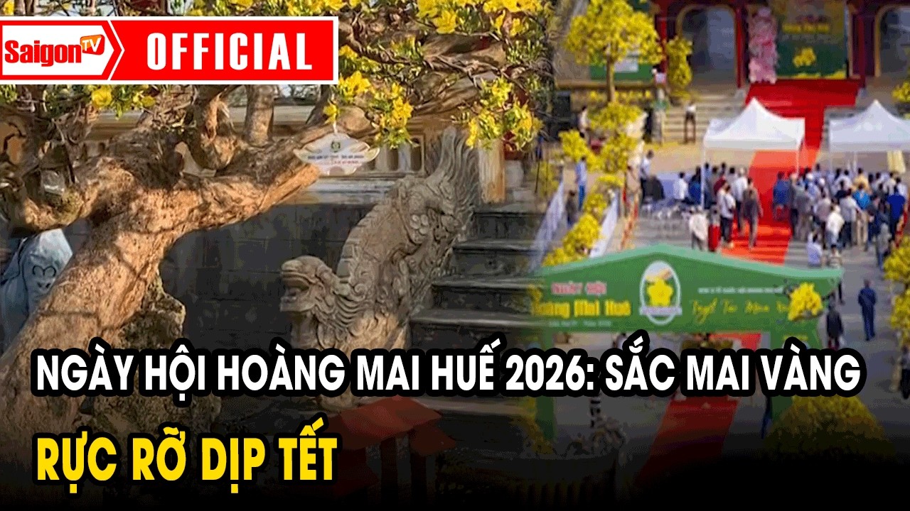Ngày hội Hoàng mai Huế 2026: sắc mai vàng rực rỡ dịp Tết | Tin tức SaigonTV