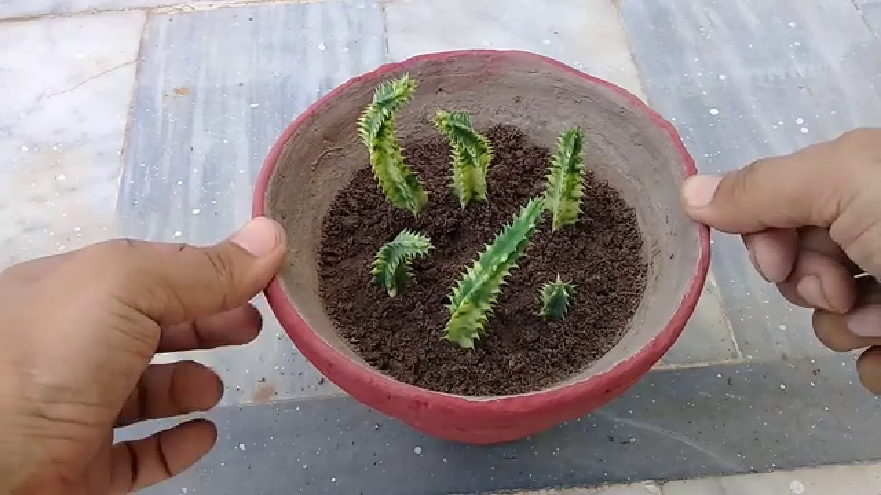How to Grow Stapelia Variegata from Cutting | Starfish Flower | Complete Updates