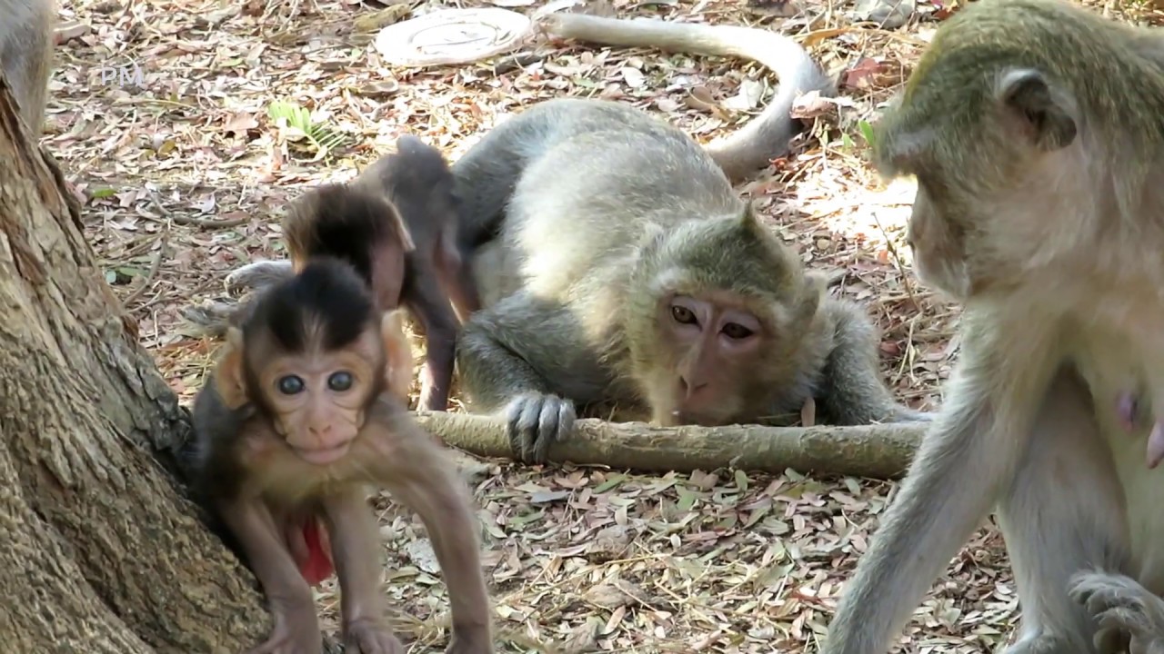 Poor pity Dodo! Baby monkey mum not support milk to him - Baby hangery