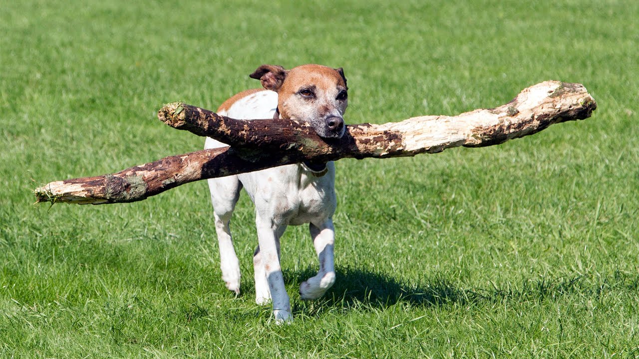 Dogs Playing Fetch #99