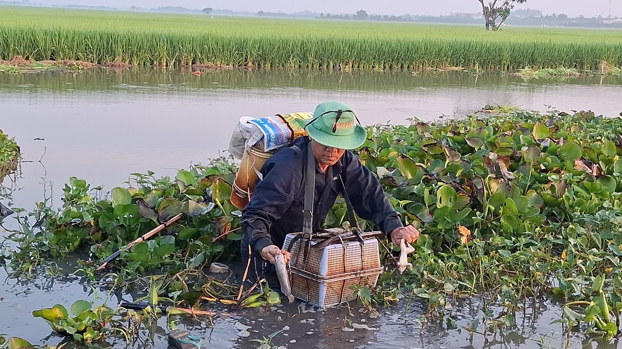Hôm nay chú sáu đi tét cây 14f nha, nay trích lương chuột ếch cá nha anh em mình ơi 