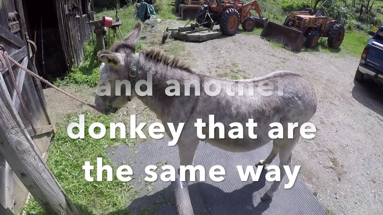 Explaining desensitizing  horses, donkeys  and other creatures.