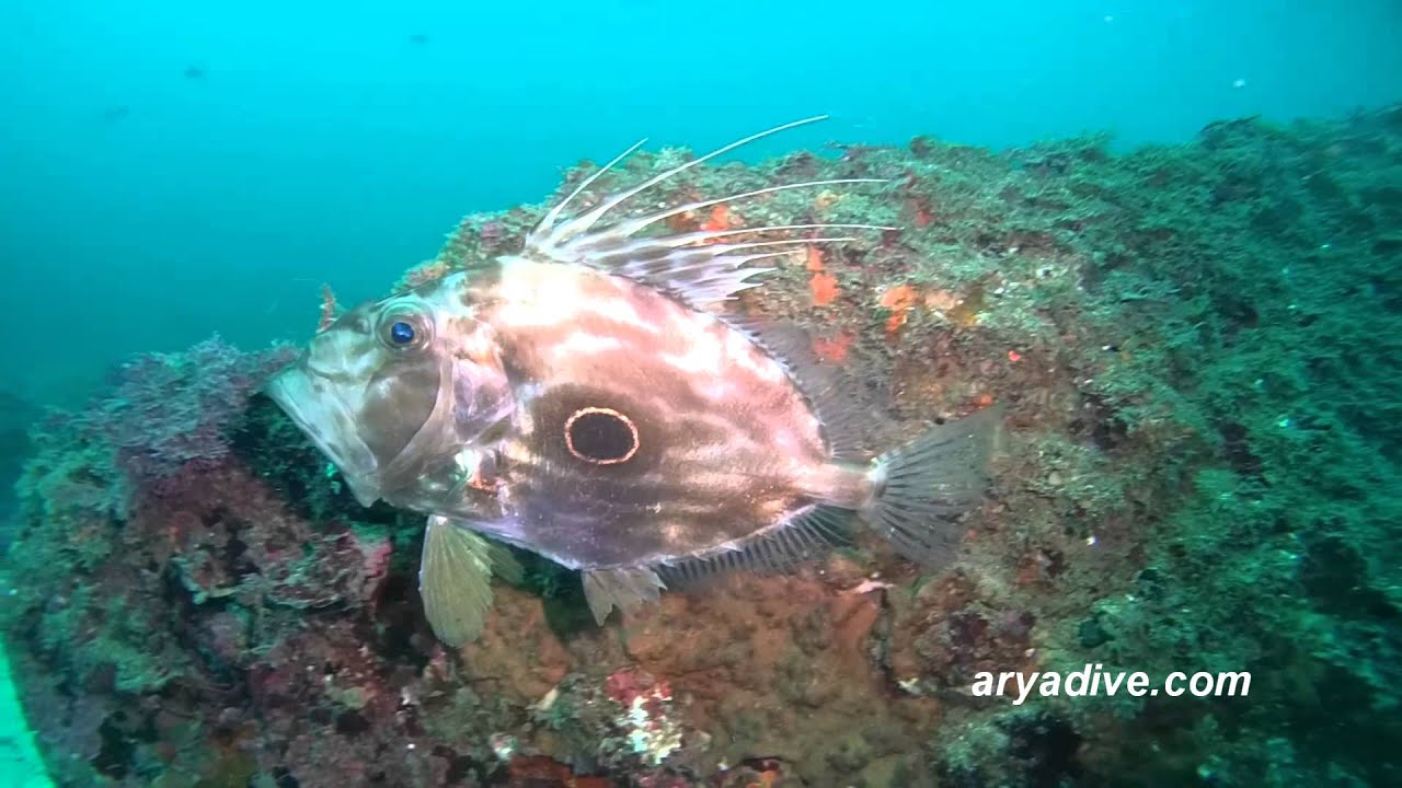 달고기#1(Zeus faber)~ John dory Doree, Gallocristo