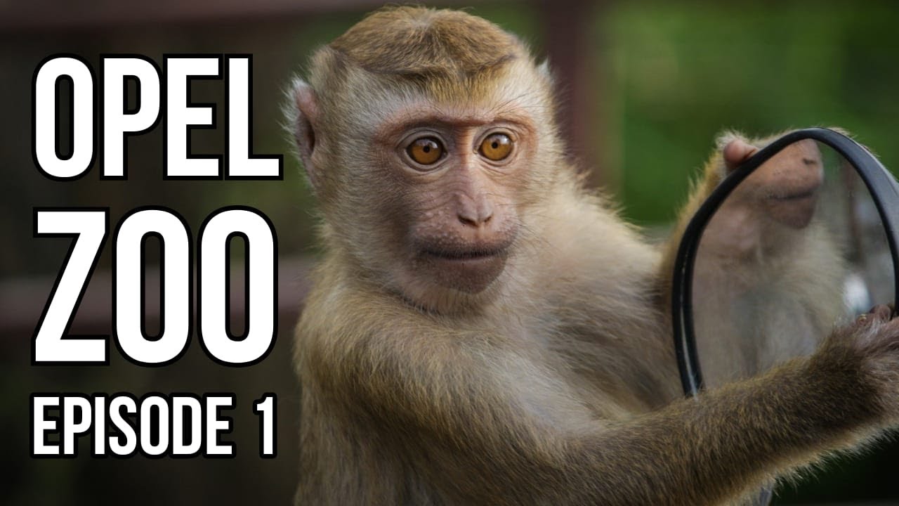 Opel Zoo Kronberg im Tauns Episode1 | Königstein | Hesse in Germany
