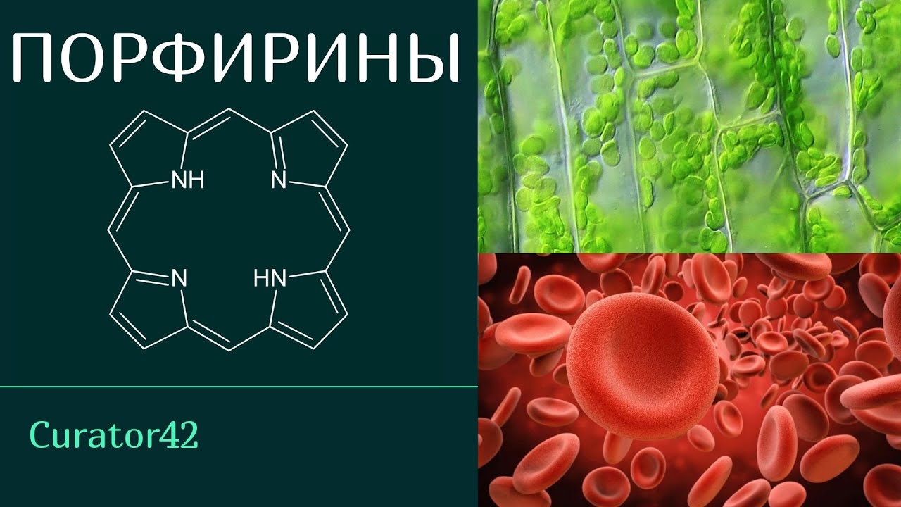 Порфирины, основа хлорофилла и гемоглобина