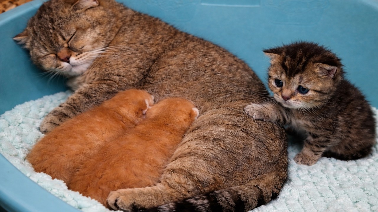 Всё было нормально, пока кошка-мама не оттолкнула одного котёнка.