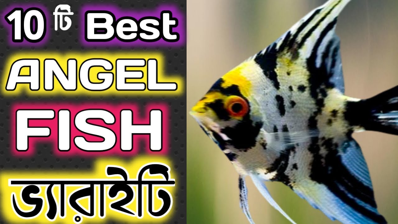 Different Varieties of Angelfish for Freshwater Aquarium || Top Angelfish Species || Expert Aquarist