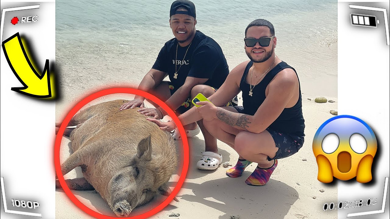 WE SWAM WITH WILD PIGS !! * CURAÇAO ISLAND TOUR!*