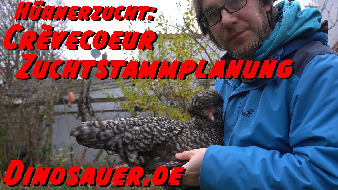 Zuchtstammplanung Crèvecoeur 2019/20