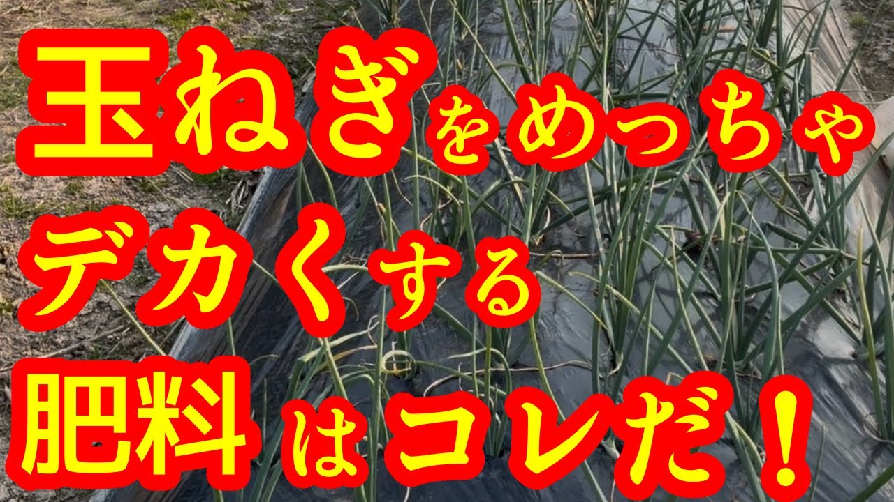 【玉ねぎ】玉ねぎを大きくする肥料成分はズバリ！どの成分がいつ、どのように働くのか！？この動画で分かります。とにかく何でもあげればいいわけではないのです。