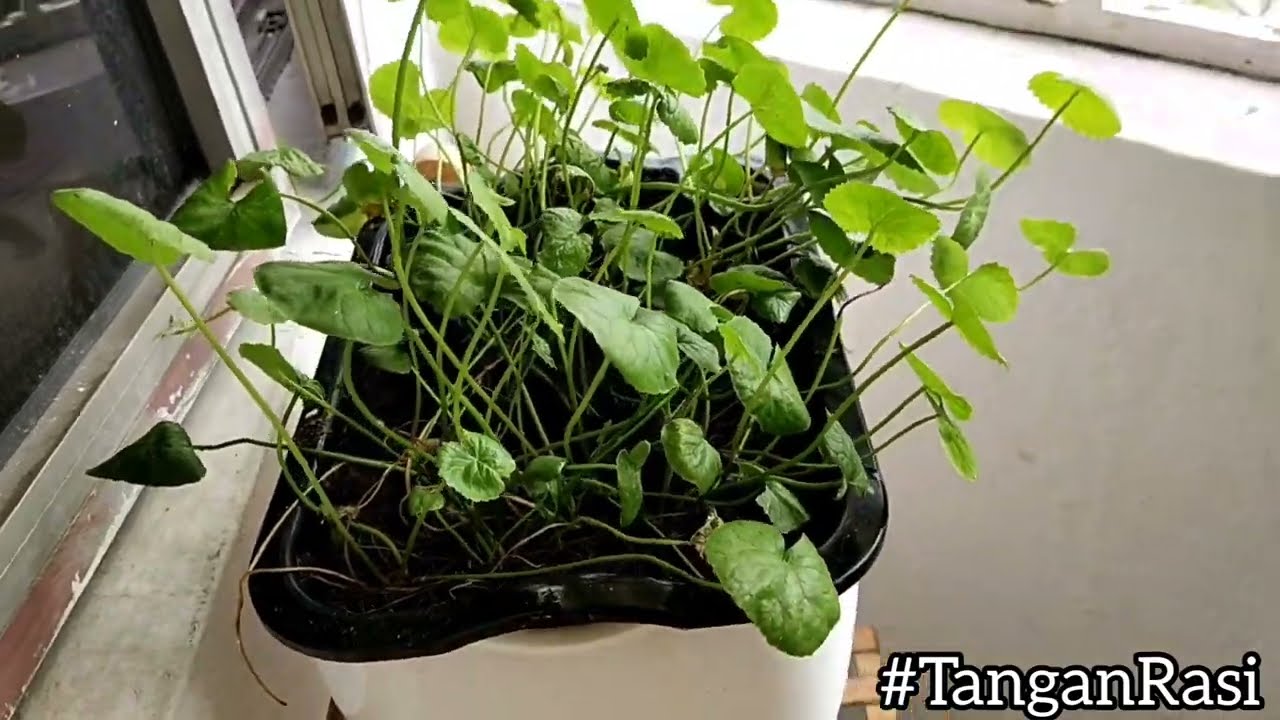 Cara Mudah Bagi Pokok Subur Tanam Di Balkoni