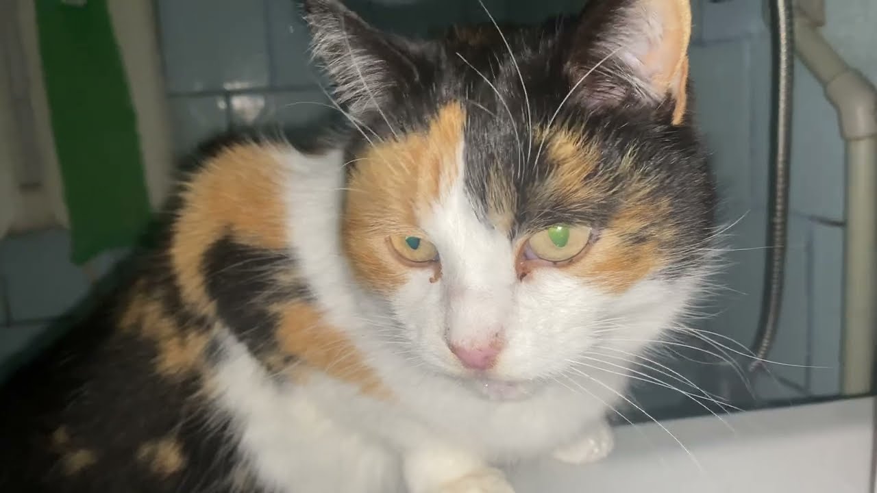 2 серія. Пригоди Еклера, Мурки і Котьки .Хто в домі головний? 😺🐾