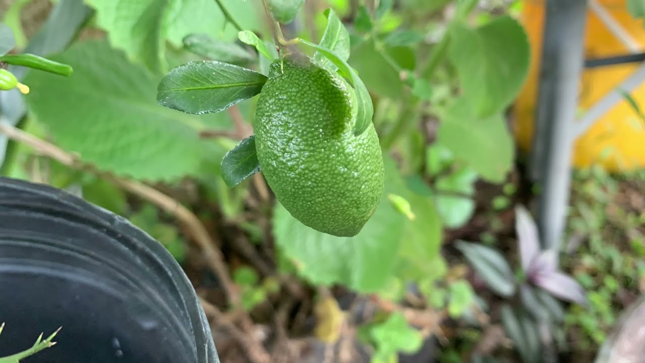 Tasting Australian Finger Lime