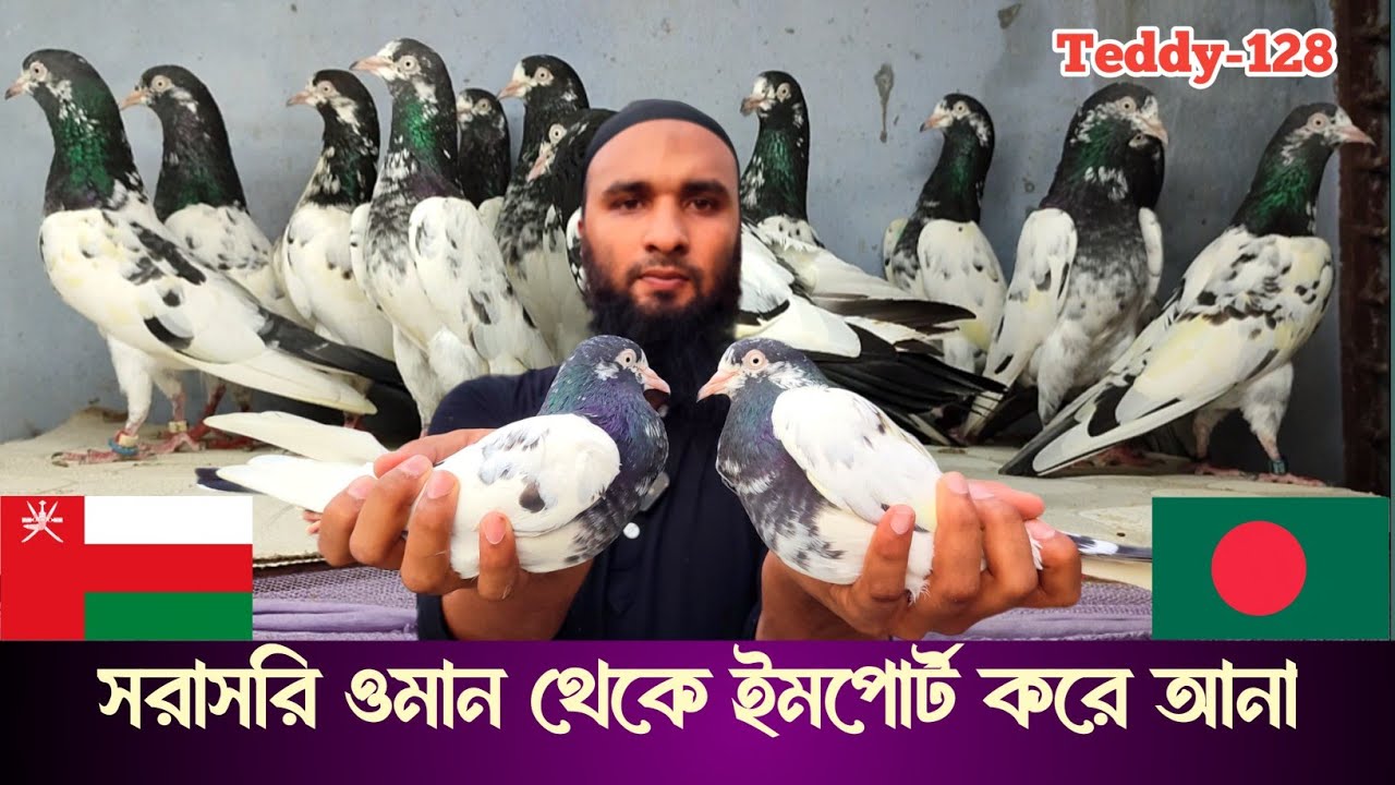Imported OMAN Teddy Pigeon।।সরাসরি ওমান থেকে ইমপোর্টেড টেডি কবুতর।।how to import export Pigeon