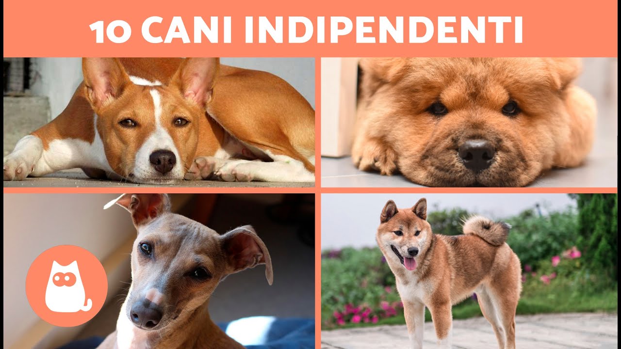 10 RAZZE DI CANI che non soffrono la SOLITUDINE 🐶