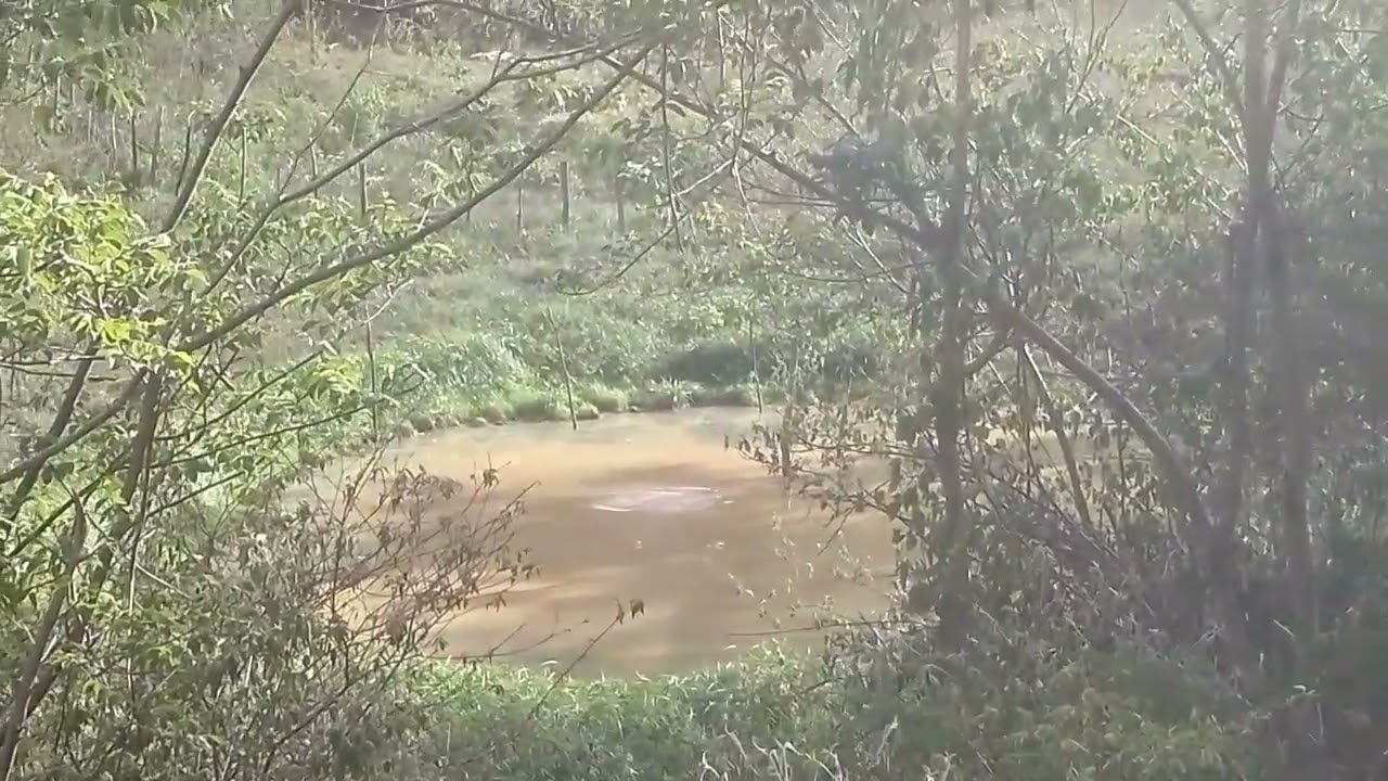 Aventuras do caçador caçada de cutia apareceu duas marrecas no caminho #veado #lambu #causos 