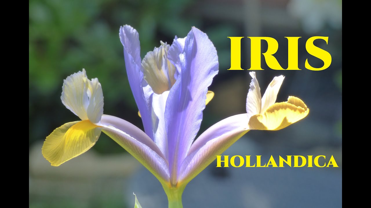 Le Iris più belle del Mondo Iris hollandica #tutorial #giardinaggio