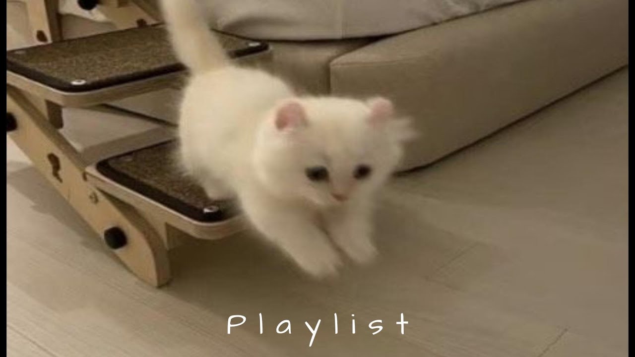 𝐏𝐥𝐚𝐲𝐥𝐢𝐬𝐭 릴스 보다가 멈칫하게 만드는 바로 그 노래 🤍🎧 | chill r&b · moody vibe