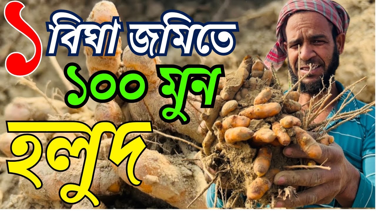 এক বিঘা জমিতে ১০০ মুন হলুদ উৎপাদন করে তাক লাগিয়ে দিল পাবনার সেই কৃষক সায়েন উদ্দিন ভাই