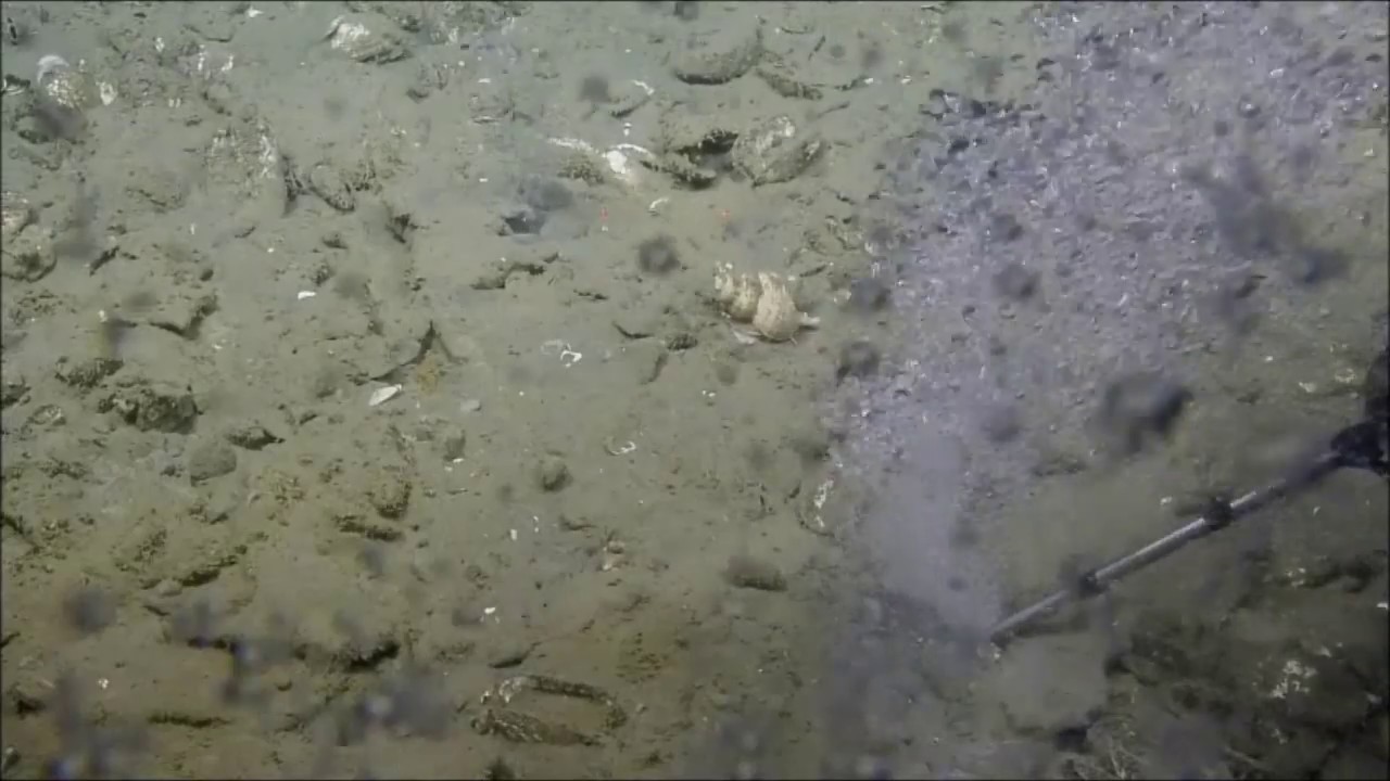 Methane gas bubbles escape sediments at Coquille